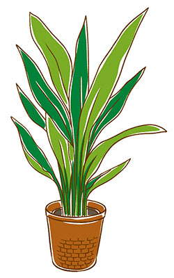 イラスト 観葉植物