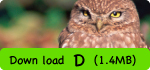Down load D (1.4MB)
